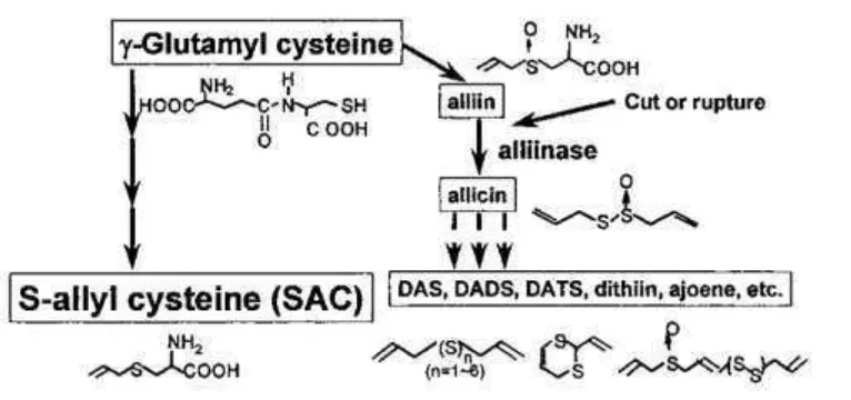 Gambar 3. Reaksi Pemecahan g-glutamil-S-alkil-L-sistein (Amagase, 2001). 