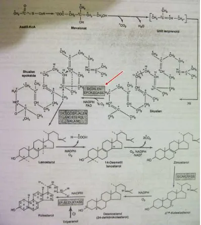 Gambar 4. Proses Biosintetis Kolesterol di Hati. Garis merah menunjukkan 