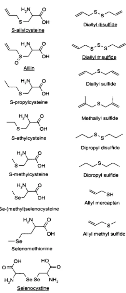 Gambar 5. Senyawa larut air dan larut lemak bawang putih. Senyawa yang menginhibisi squalene mono-oksigenase digarisbawahi (Gupta dan Porter, 2001)