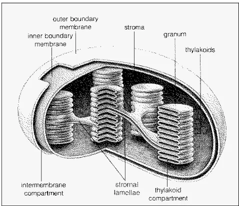 Gambar 5 Skema bangun kloroplas. Kloroplas merupakan organel semi-otonom pada sel tanaman