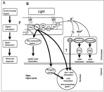Gambar 9 Model kontrol redoks (redox control) terhadap ekspresi gen fotosintesis pada tanaman tingkat tinggi