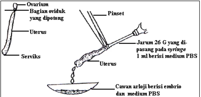 Gambar 3.1  Koleksi embrio dengan cara flushing (Sumber: Dye, 1993 dalam Priyandoko, 2004) 