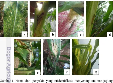 Gambar 1  Hama  dan  penyakit  yang teridentifikasi  menyerang tanaman jagung semi. (a) ulat grayak  (b) batang tanaman jagung akibat  penggerek batang (c) ulat penggerek tongkol (d) ulat penggerek batang (e) karat daun (f) hawar daun (g) bulai  