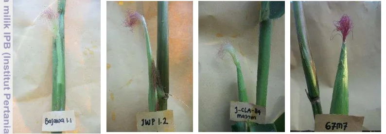 Gambar 2 Ciri-ciri rambut tongkol jagung semi yang siap dipanen 