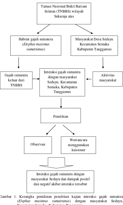 Gambar 1. Kerangka pemikiran penelitian kajian interaksi gajah sumatera (Elephas maximus sumatranus) dengan masyarakat Sedayu, Kecamatan Semaka, Kabupaten Tanggamus