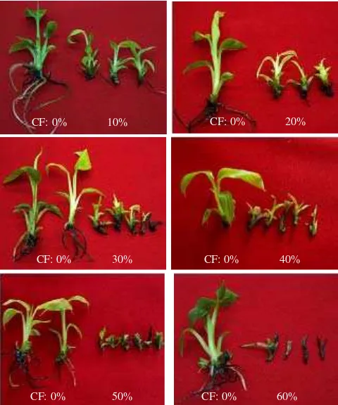 Figure 1. Representative of abaca shoots exhibiting various score of damaged shoot symptoms of 0 to 4 (based on criteria developed by Epp 1987)after they were planted on selective medium containing Banyuwangi isolate of F