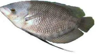 Gambar 2. Ikan gurami (Osphronemus gouramy)