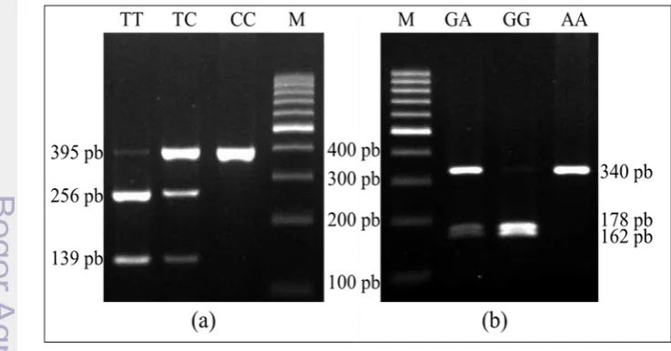 Gambar 1 Visualisasi hasil PCR-RFLP gen IGF2 (a) dan GHR (b) ayam kampung 