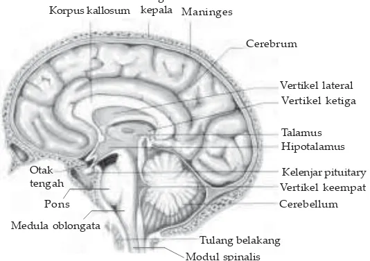 Gambar 3.4OtaktengahBagian-bagian otak