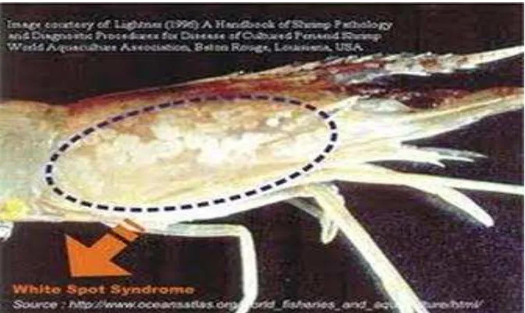 Gambar  6.  Gejala  klinis  infeksi  WSSV  pada tubuh  udang                                                            dengan gejala berwarna kemerahan  