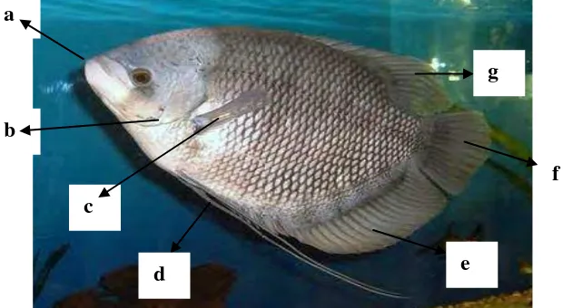 Gambar 1.  Morfologi Ikan Gurami (Osphronemus gouramy Lac.) 