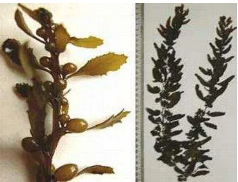 Gambar 3. Morfologi Sargassum sp. (Anonim C, 2014) 