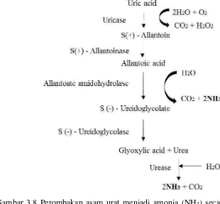 Gambar 3.8 Perombakan asam urat menjadi amonia (NH 3) secara aerob dalam 