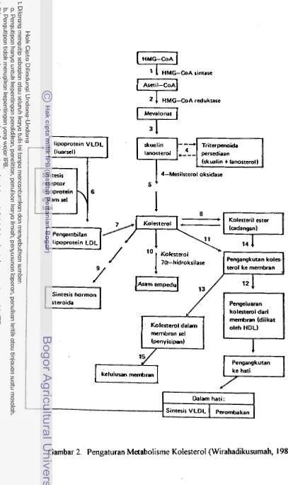 Gambar 2. Pengaturan Metabolisme Kolesterol (Wirahadikusurnah, 1,985). 