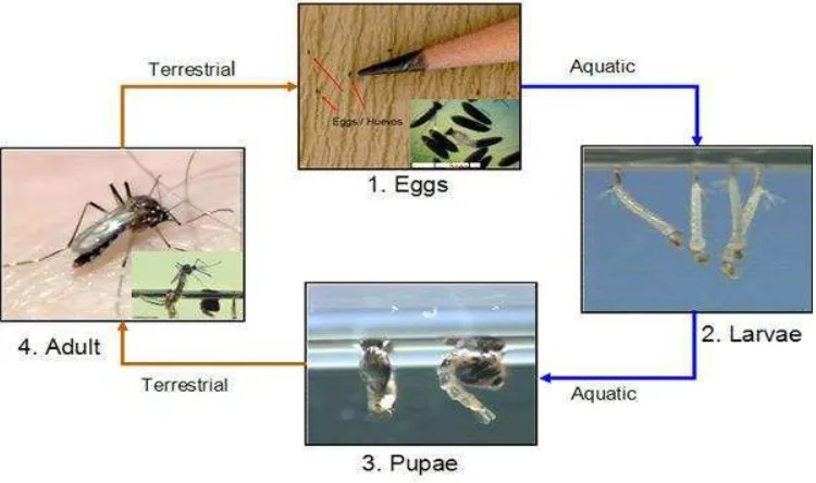 Gambar 2. Nyamuk dewasa Aedes aegypti (Landcare Research, 2013).