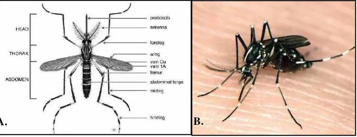Gambar 4.(A) Anatomi Aedes aegypti dewasa (Rueda, 2004); (B) Aedes aegypti (Hu, 2012)