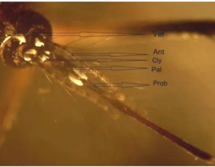Gambar 6. Kepala Nyamuk Aedes aegypti betina dengan pembesaran 108x, Ant – Antena, Pal – Maxillary palp, Cly – Clypeus, Prob– Probocis, Ver – Vertex (Ghaninia dkk., 2007) 