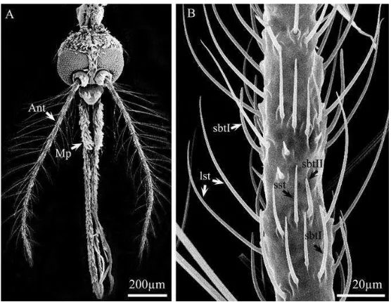Gambar 7. (A) scanningdari satu segmen antena betina yang menunjukkan adanya organ olfaktori berupa Antena (Ant) dan Palpa maksila (Mp).; (B) menunjukkan sensila (Ghaninia  mikrograf elektron kepala Aedes aegypti scanning mikrograf elektron Aedes aegypti betina yang sama, et.al., 2007) 