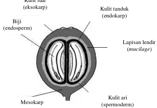 Gambar 1  Struktur buah kopi (Avallone et al. 2002) 