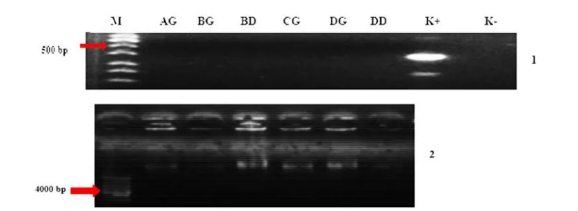 Gambar  1 Konfirmasi keberadaan vaksin DNA dalam isolat bakteri hari interaksi ke-1 menggunakan metode PCR dan elektroforesis