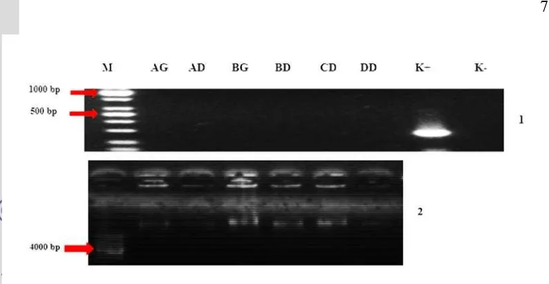 Gambar  3 Konfirmasi keberadaan vaksin DNA dalam isolat bakteri hari 
