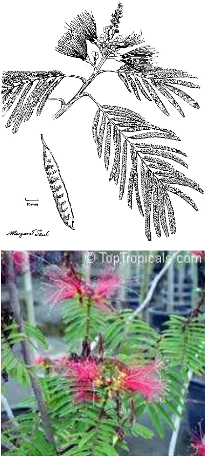 Gambar 1. Tanaman Kaliandra (Calliandra calothyrsus) 