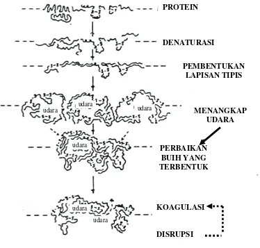 Gambar 1.  Mekanisme Pembentukan Buih          Sumber : Cherry dan McWaters, 1981 