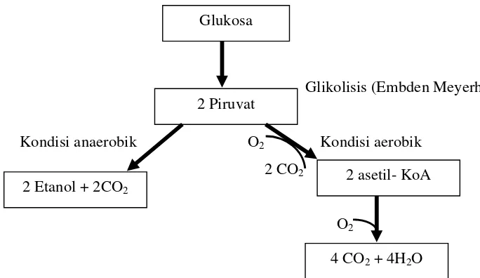 Gambar 2. Perubahan Glukosa Secara Aerobik dan Anaerobik 