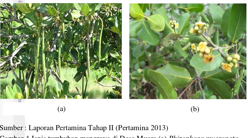 Gambar 4 Jenis tumbuhan mangrove di Desa Muara (a) Rhizophora mucronata 