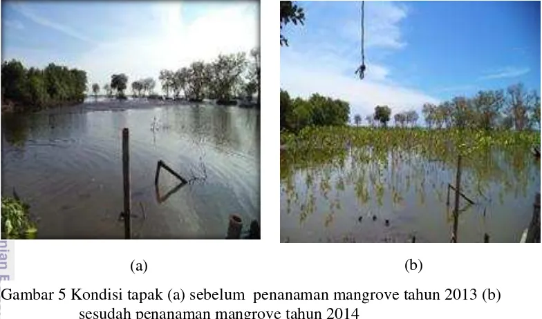 Gambar 5 Kondisi tapak (a) sebelum  penanaman mangrove tahun 2013 (b)  