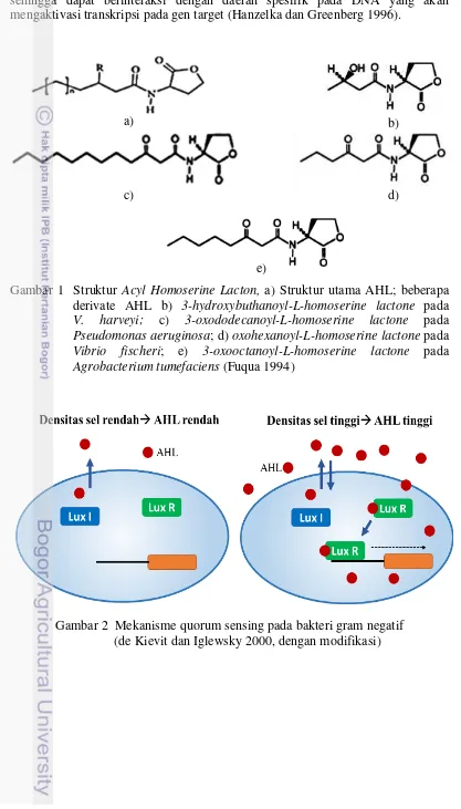 Gambar 1  Struktur Acyl Homoserine Lacton, a) Struktur utama AHL; beberapa 