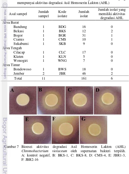 Tabel 1  Isolat bakteri dari tanah rizosfer asal lahan pertanian di Jawa yang mempunyai aktivitas degradasi Asil Homoserin Lakton (AHL) 
