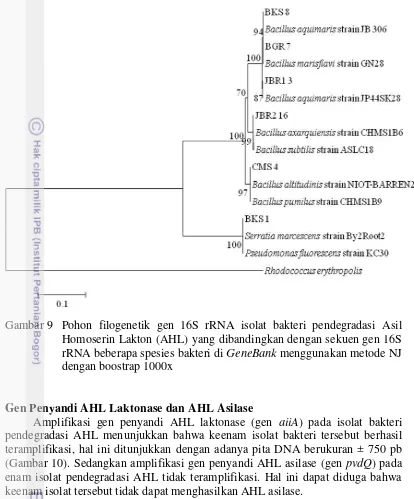Gambar 9  Pohon filogenetik gen 16S rRNA isolat bakteri pendegradasi Asil 