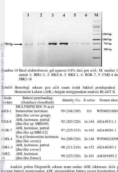 Gambar 10 Hasil elektroforesis gel agarose 0.8% dari gen aiiA. M: marker 1 kb, 