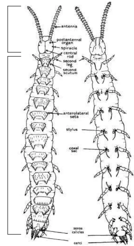 Gambar 4. Symphylid dewasa (Famili Scolopendrellidae). A. tampak dorsal,         B. tampak ventral