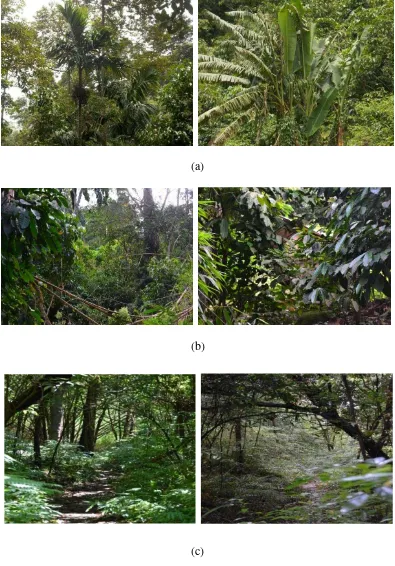Gambar 3. Lokasi (a) Cemara, (b) Bukit, dan (c) Belerang di hutan Desa Cugung. 