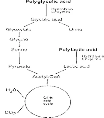 Gambar 6. Mekanisme biodegradasi PLA (Peltoniemi. 2000) 