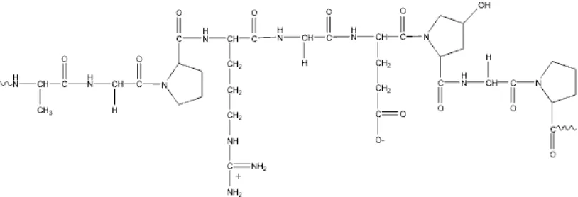 Gambar 3. Struktur kimia gelatin (Belitz, dkk., 2007) 