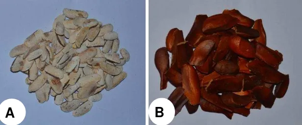 Gambar 1 Biji mahoni tanpa kulit (A), dengan kulit (B) 