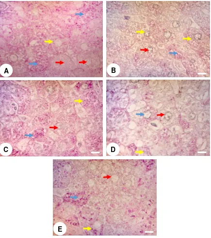 Gambar 5 Fotomikrograf jaringan hati yang dowarnai dengan pewarnaan karbohidrat netral (periodic acid Schiff), perbesaran objektif 40x