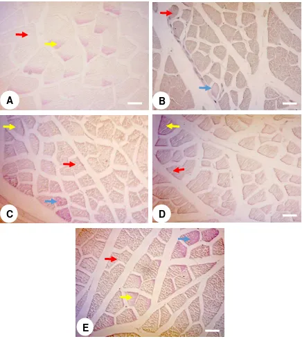 Gambar 6 Fotomikrograf serabut otot yang diwarnai dengan pewarnaan karbohidrat (periodic acid-Schiff), perbesaran objektif 10x