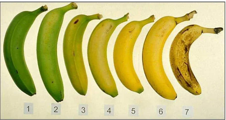 Gambar 1. Stadium buah pisang ‘Cavendish’