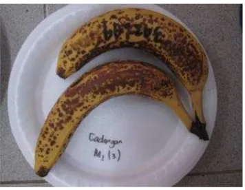 Gambar 4. Kondisi buah pisang ‘Cavendish’ pada saat pengamatan dihentikan