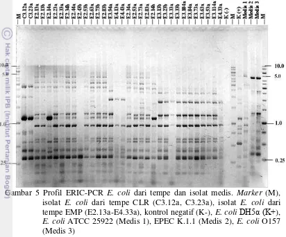 Gambar 5 Profil ERIC-PCR E. coli dari tempe dan isolat medis. Marker (M), 