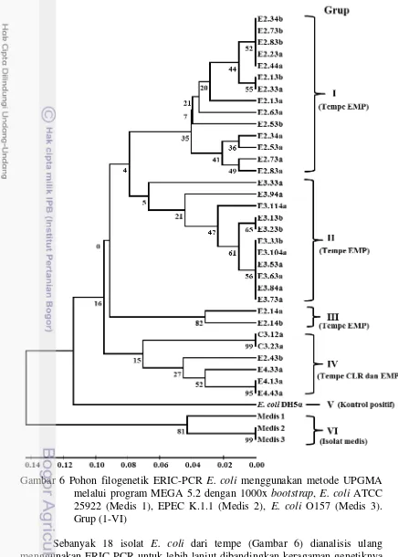 Gambar 6 Pohon filogenetik ERIC-PCR E. coli menggunakan metode UPGMA 