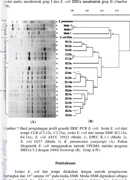 Gambar 7 Hasil pengulangan profil genetik ERIC-PCR E. coli.  Isolat E. coli dari 