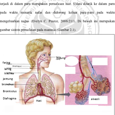 gambar sistem pernafasan pada manusia (Gambar 2.1). 
