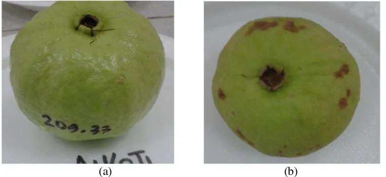 Gambar 2. Buah jambu biji ‘Crystal’ stadium hijau pucat (a) dan yangmenunjukkan gejala penurunan mutu buah (b)