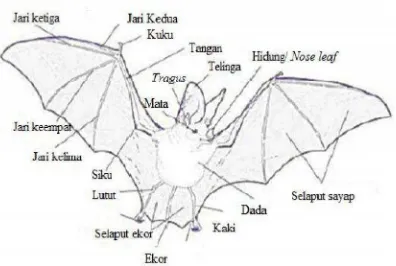 Gambar 2. Morfologi kelelawar. Sumber: Djuri dan Madya (2009).