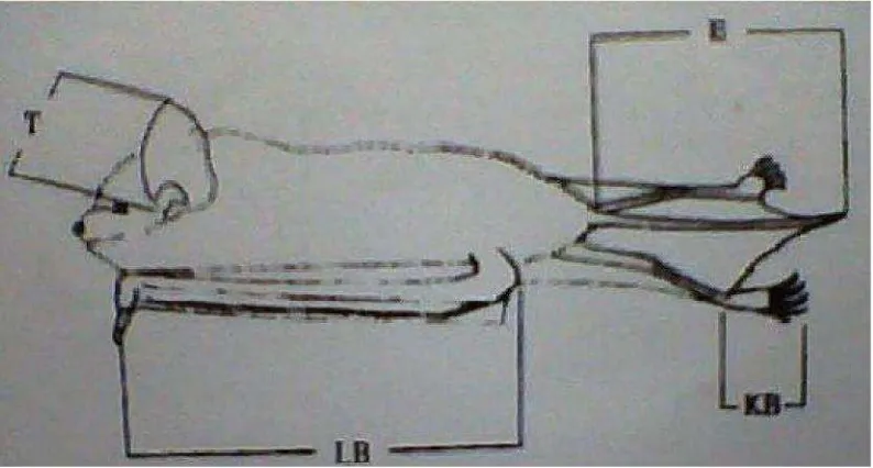 Gambar 3. Ukuran tubuh kelelawar. Sumber: Suyanto (2001)